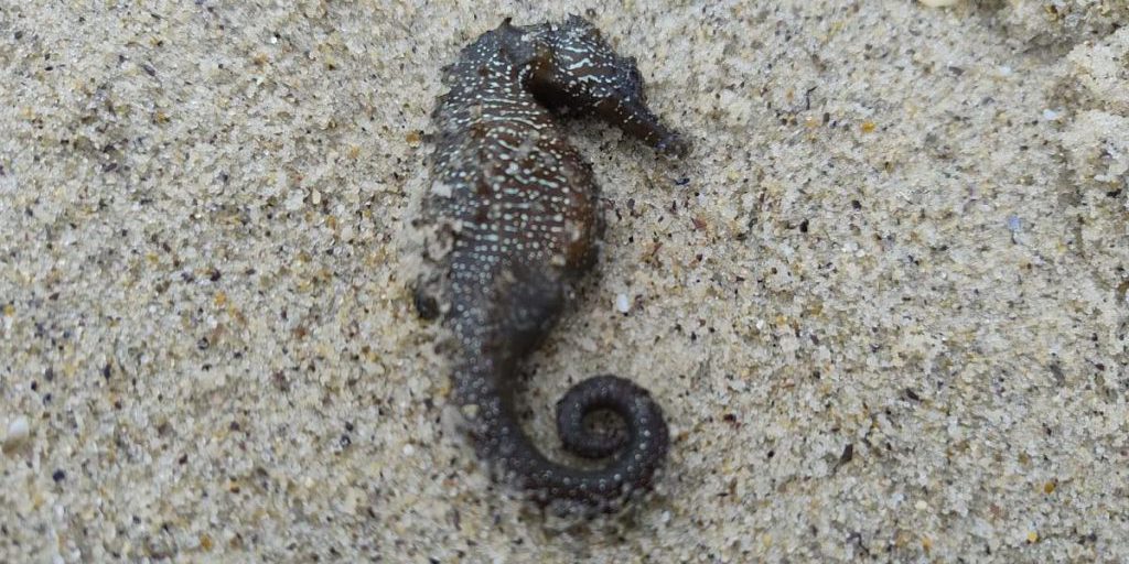 Morte di massa di urchini marini a Odessa: l'olio vegetale rilasciato durante gli attacchi al porto Pivdenny