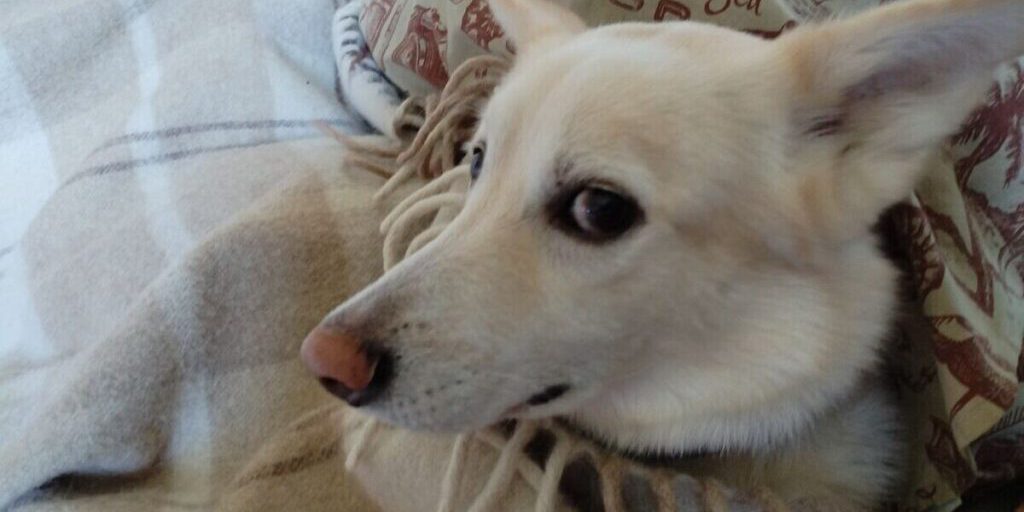 В Госдуме предложили запретить россиянам заходить с собаками в магазины