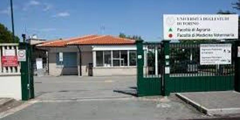 UniTo è prima in Italia per Agraria e si distingue anche in Business, Matematica, Veterinaria e MedTech