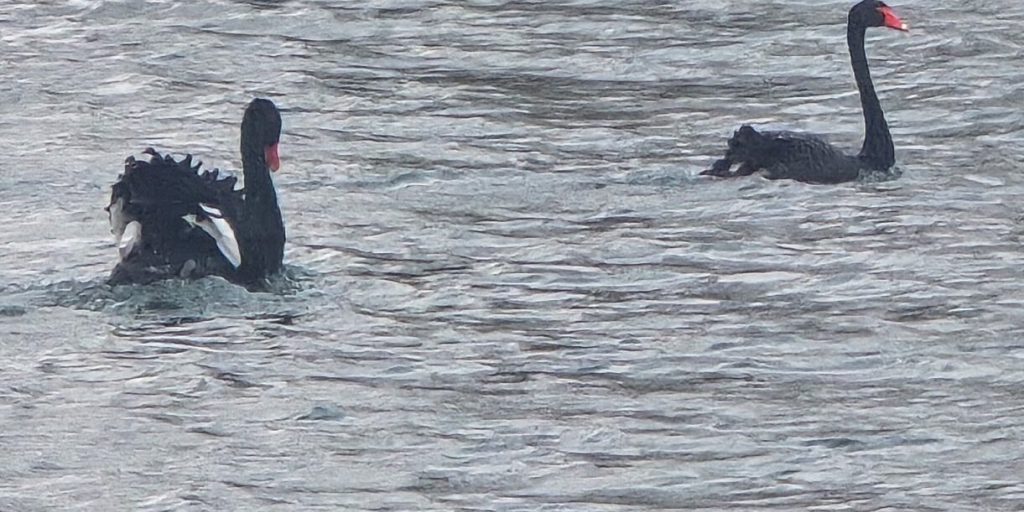 Cigni del parco dell'Illinois cercano nuovi compagni: la comunità è invitata ad aiutare