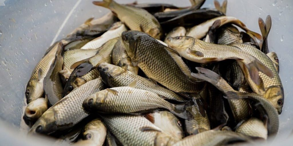 Rilascio di 8500 avannotti di carpa nel lago di Šatura per mantenere l'equilibrio ecologico