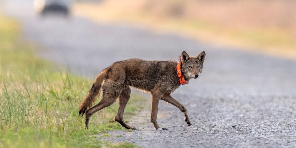 Trump propone quattro regole che facilitano l'estrazione di petrolio e la deforestazione in aree protette