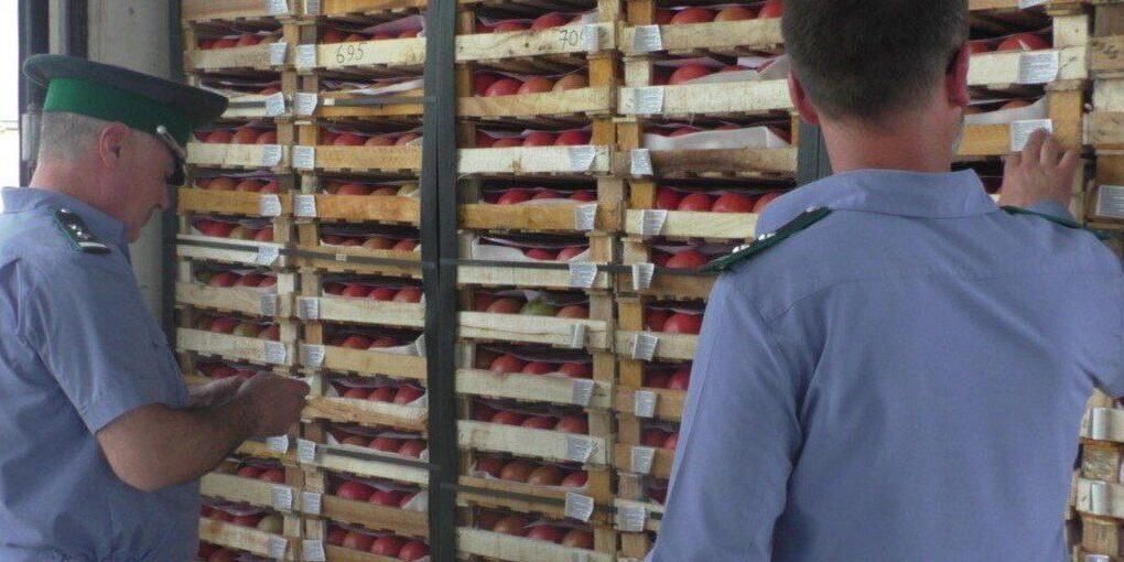 Disinfestazione di massa in Daghestan: oltre 50 tonnellate di frutta iraniana contaminate da insetti nocivi