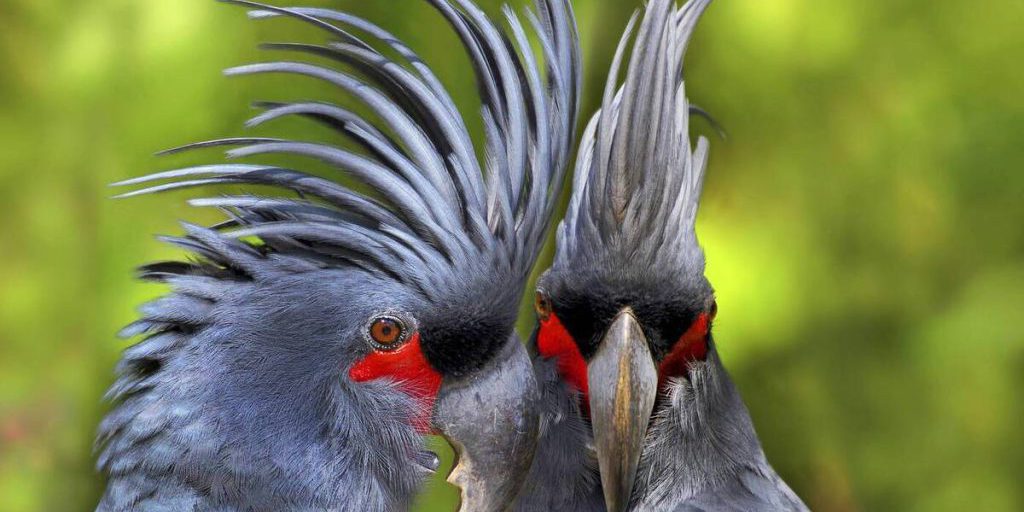 L'Australia Scopre il Suo Uccello dell'Anno: Un Concorso per la Conservazione e la Conoscenza degli Uccelli Autoctoni