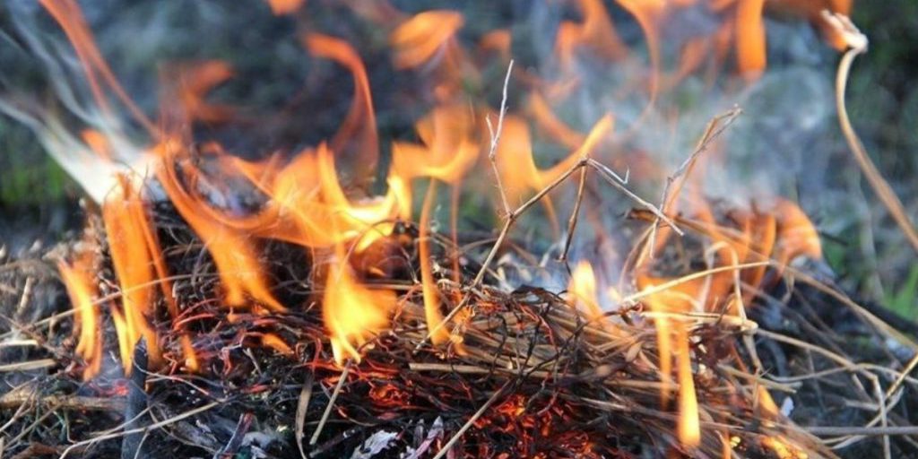 В Ростовской области около 700 гектаров леса пострадало в огне