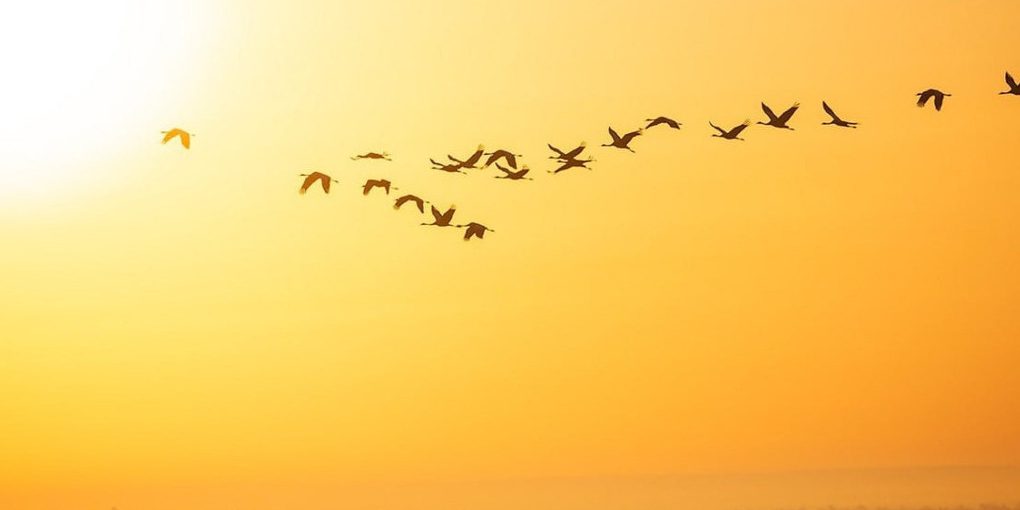 Калужан призывают послушать трели птиц