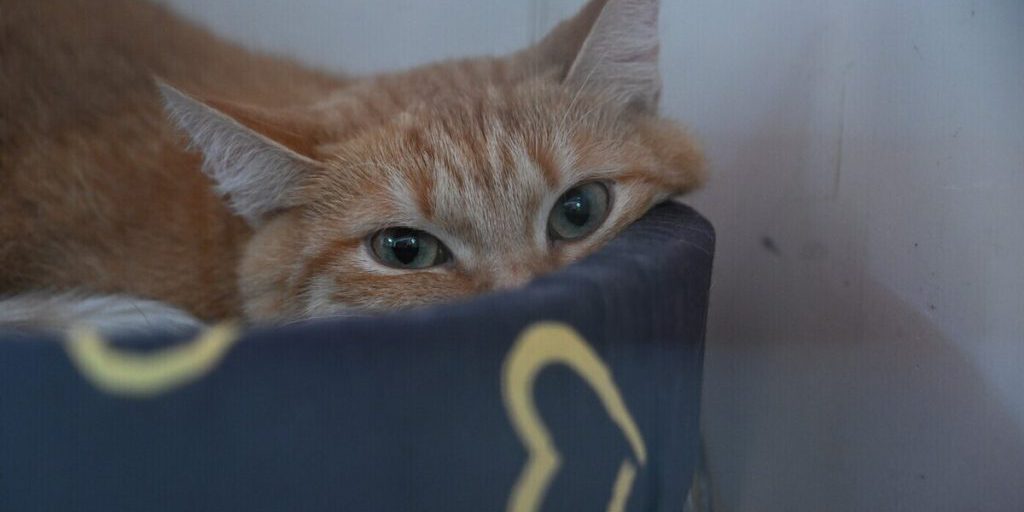 Дети засунули петарду кошке и подорвали