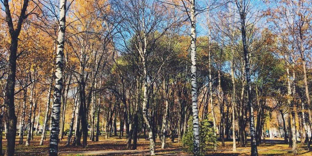 Масштабные учения для волонтеров-поисковиков пройдут под Вологдой