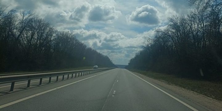 Жителей Орловской области предупредили о внезапном появлении лосей на дорогах