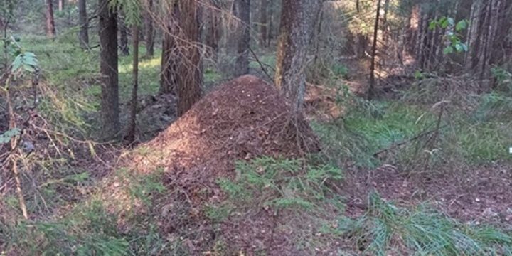 La Giornata del Bosco a Sudogda: un evento per la conservazione e la comunità