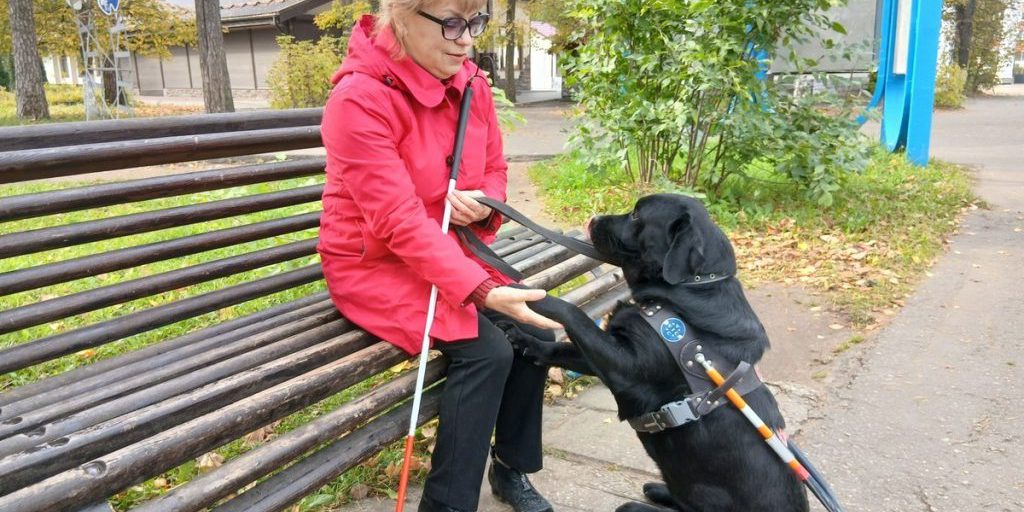 Лабрадор – «компас» в темноте: незрячие владимирцы могут получить собак-поводырей