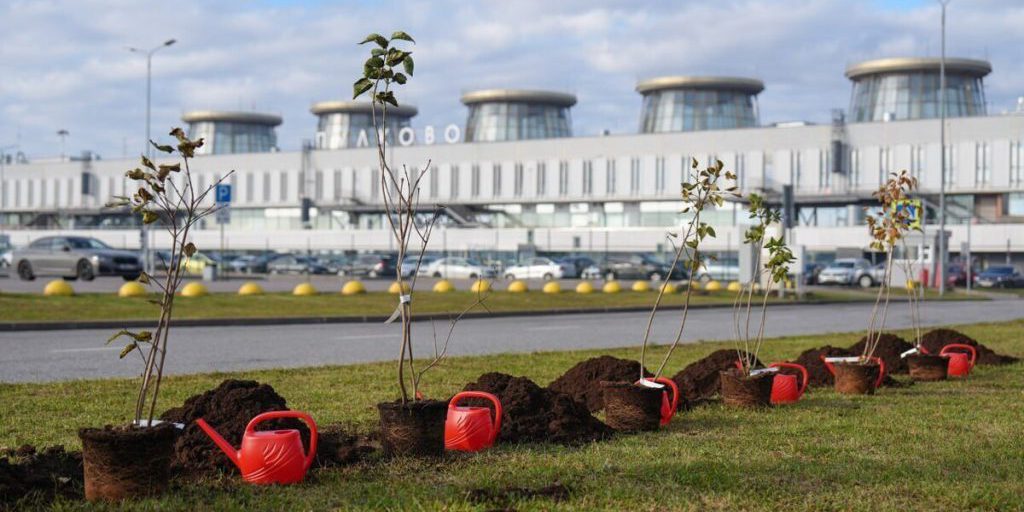 У Пулково высадили аллею сирени в честь героев авиации