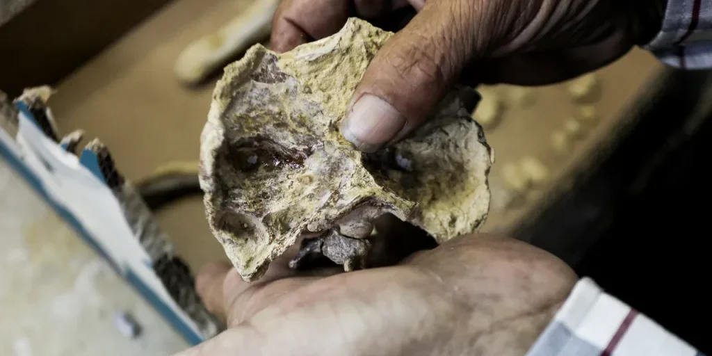 Restauro di un uccello marino gigante di 20 milioni di anni con tecnologia 3D