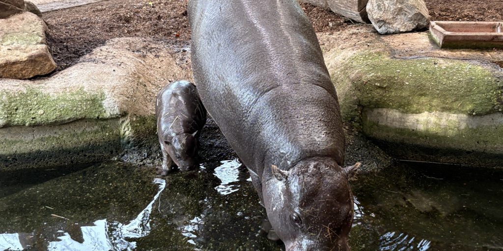 Panya, il giovane ippopotamo, raggiunge un importante traguardo allo Zoo di Duisburg
