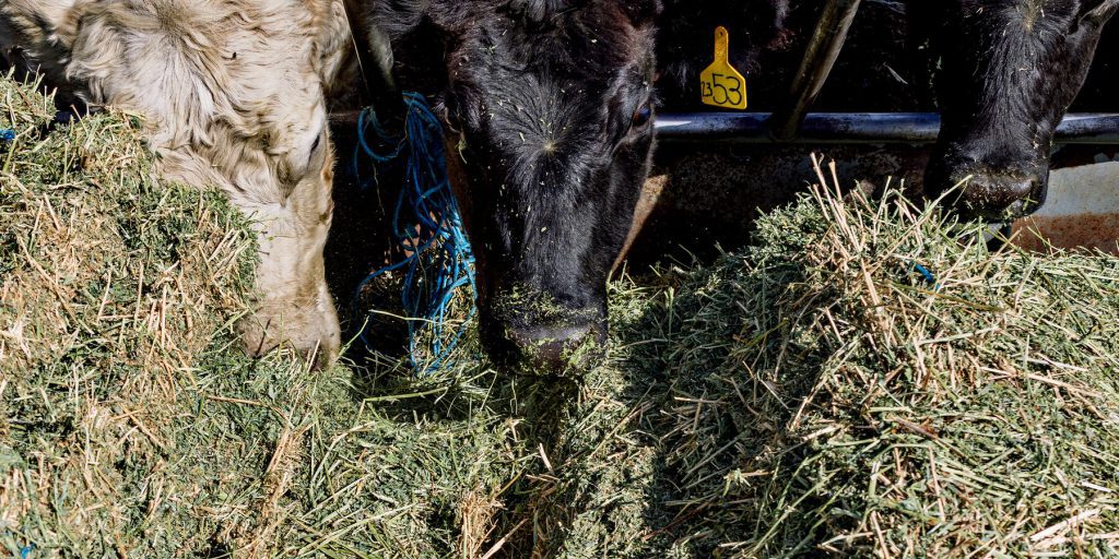 Trump punta sull'Argentina per ridurre i prezzi della carne di manzo negli Stati Uniti
