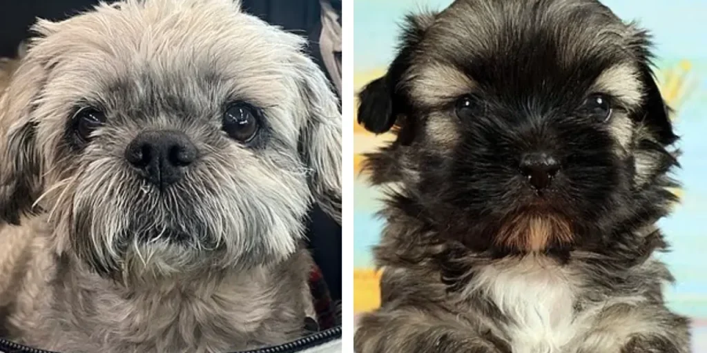 Donna statunitense spende 50.000 dollari per clonare il cane scomparso: 11 mesi e tre tentativi falliti