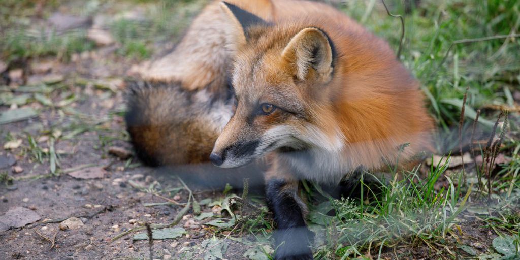 Чем опасны лисы в городе