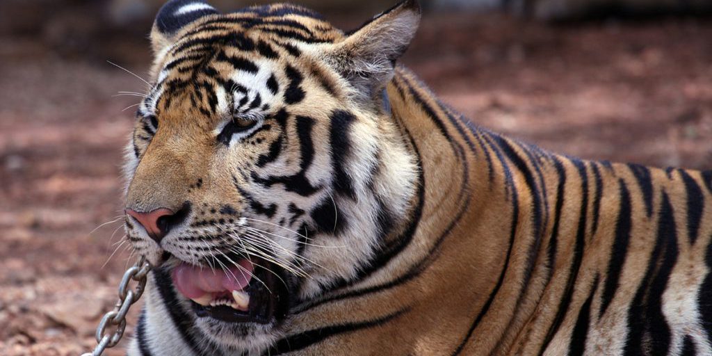 Тигры против людей: ученый дал неутешительный прогноз для Дальнего Востока