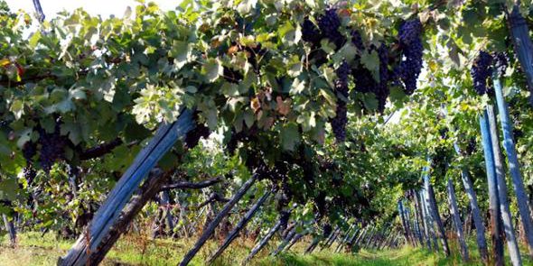 Il vino affronta cali di vendite e cerca nuove vie di consumo