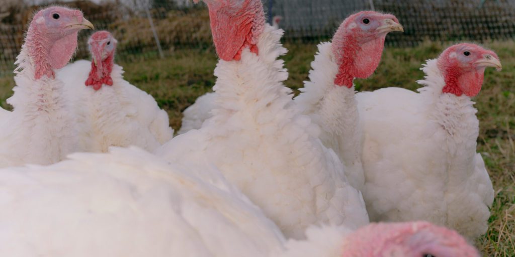 Verifica delle affermazioni di Trump sui prezzi di alimenti e carburante