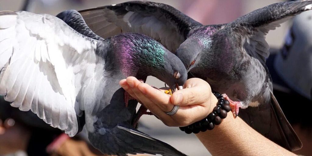 Петрозаводчан проинформировали, что кормление птиц может грозить штрафом