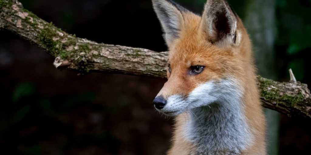 Липчанам рассказали, как защититься от бешенства