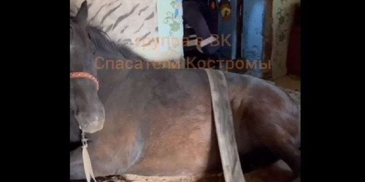 Попавшую в западню лошадь Зиру спасли в Костромском районе