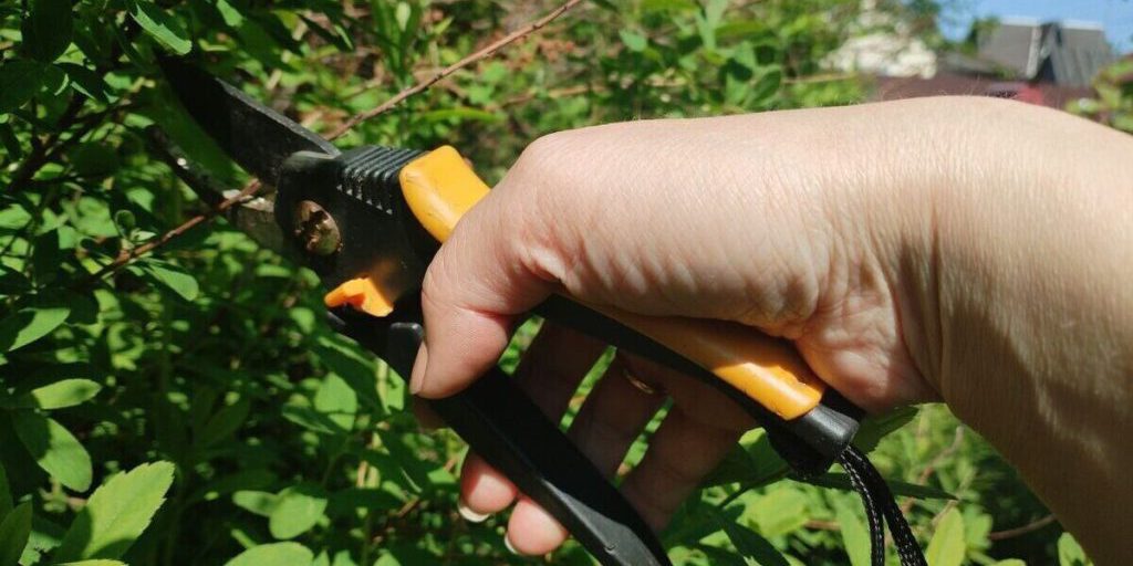 Петербуржцам советуют срезать жимолость в ноябре, чтобы получить сладкие ягодки