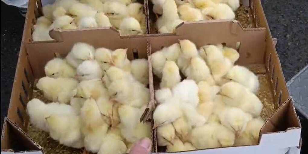 Arrivo di una grande partita di pulcini controllati in Russia: un passo verso la crescita dell'industria avicola russa?