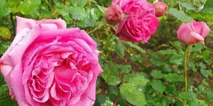 Специалист рассказала, как подготовить розы к зимовке