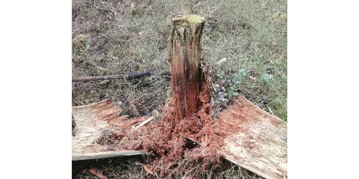 Uragano a Segiež: la città lotta per rimuovere alberi caduti dai fili elettrici a causa della mancanza di fondi