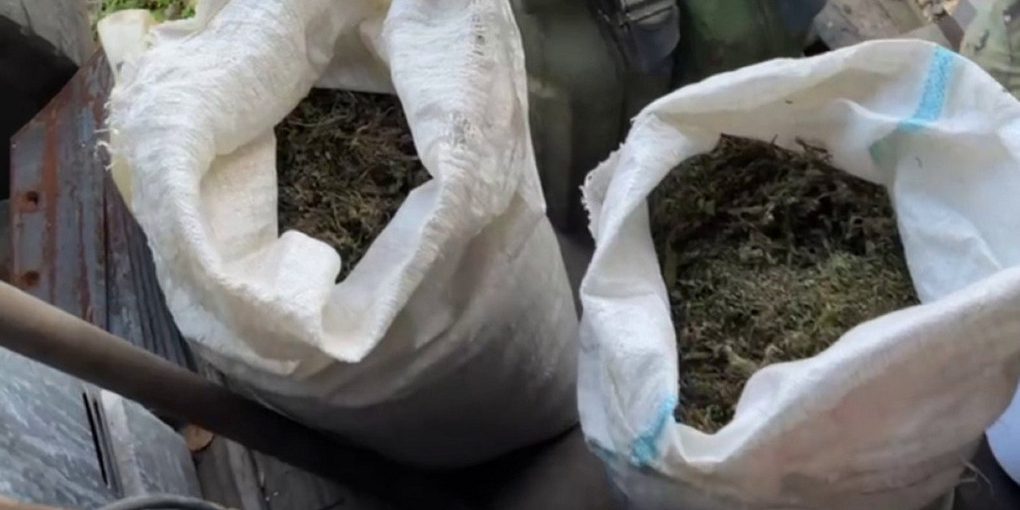 Полицейские задержали фермера, производившего марихуану и масло каннабиса