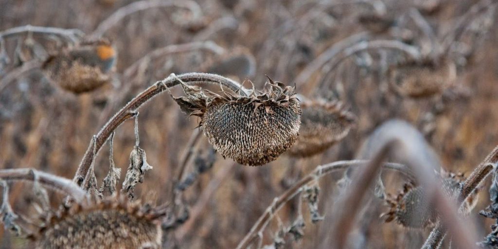 В Волгоградской области ночью 15 октября ожидается до -4℃