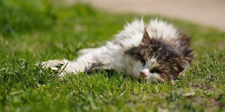 Тулякам объяснили, как обезопасить питомцев от химикатов в игрушках