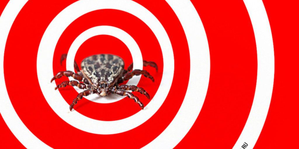 Кузбассовцы пострадали от укуса клеща