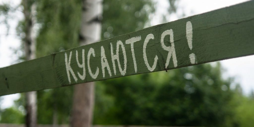 "Zecche in autunno: come proteggersi nella regione della Carelia tra Russia e Finlandia"