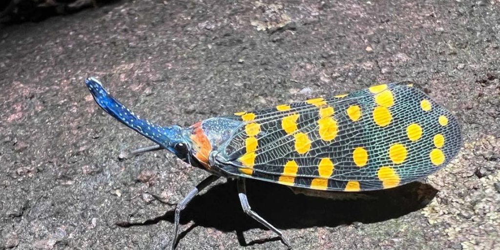 Nuove specie in arrivo: la Terra ha ancora tante forme di vita da scoprire, molte già minacciate