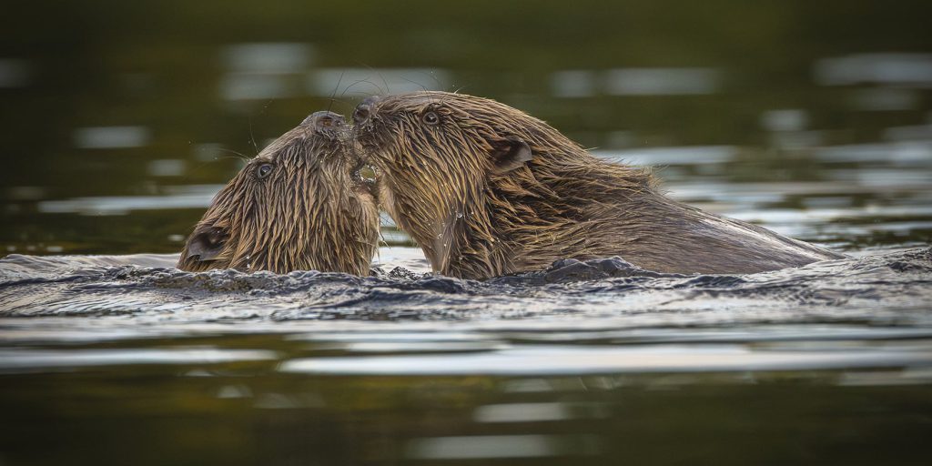 Il gesto del bacio degli esquimò: come il contatto naso‑naso aiuta la comunicazione nei mammiferi