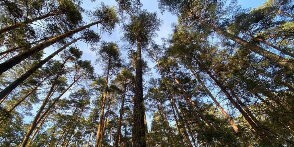 Пила воду из луж и укрывалась лапником: 84-летняя пенсионерка несколько суток провела одна в осеннем лесу