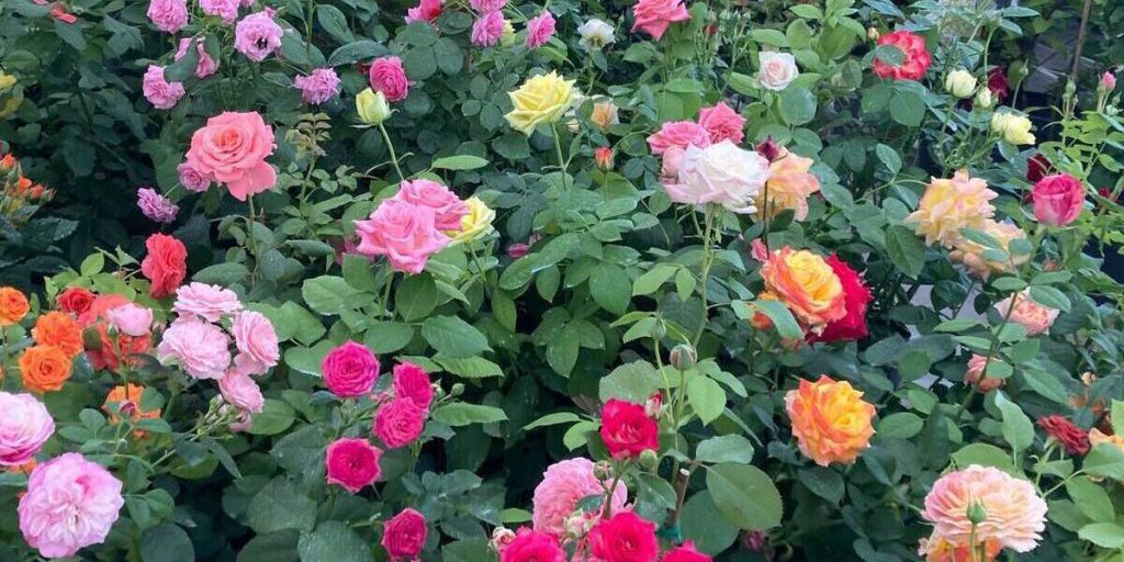 Funzionari russi bloccano importazione di fiori infestati a Kaliningrad