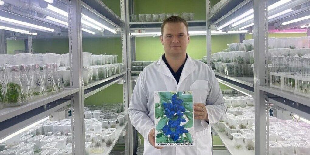 Ученые из Мичуринска вывели уникальный сорт жимолости