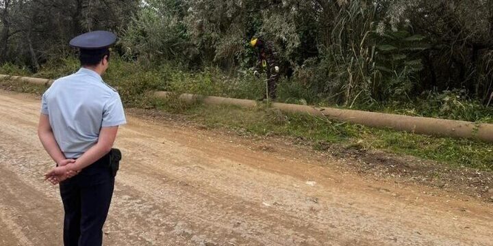 В Тополиной роще Астрахани уничтожили коноплю