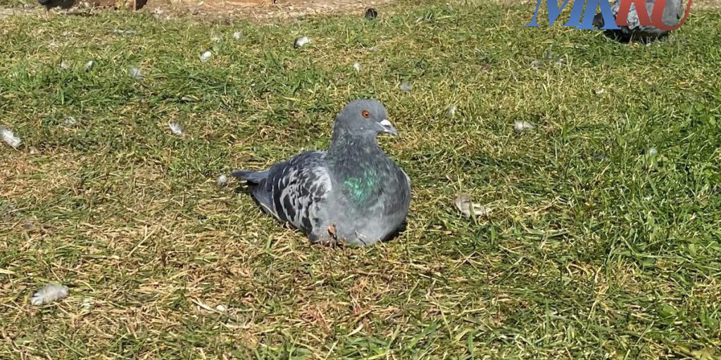 Не голубями едиными: в Боровске нашли очередных нарушителей