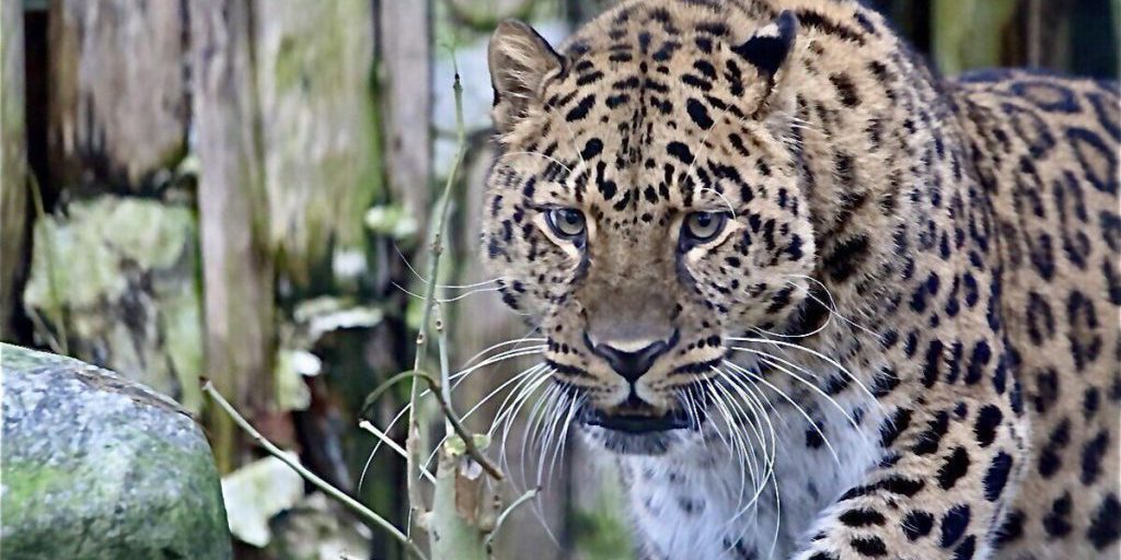 Сотрудники Калининградского зоопарка рассказали о долгожителях среди животных