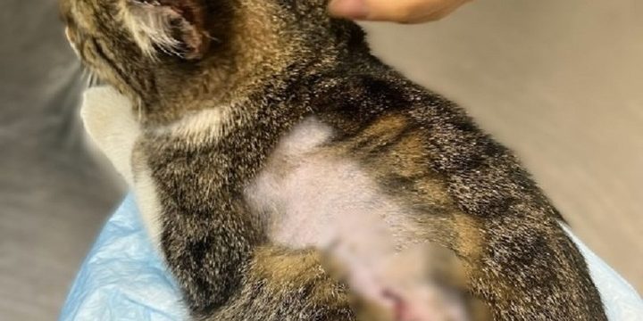 В Ярославле хозяйка кошки ищет живодеров, покалечивших ее любимицу