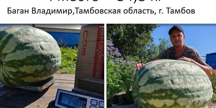 Tambor Arbuso entra nella classifica dei quattro più grandi in Russia nel concorso Giganti Aminosil