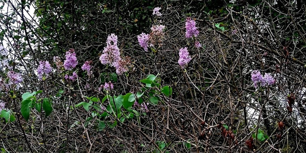 Fioritura Insolita della Lilac a Tver: Un Fenomeno Naturale che Sorprende e Ispira
