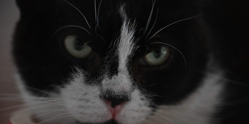 В ТЦК назвали виновных в "мобилизации" кота