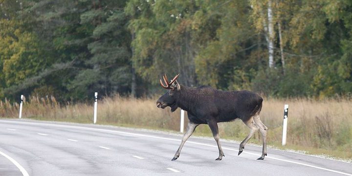 Aumento degli Avvistamenti di Alci sulla Strada: Una Preoccupazione per la Sicurezza Pubblica e la Conservazione della Fauna Selvatica