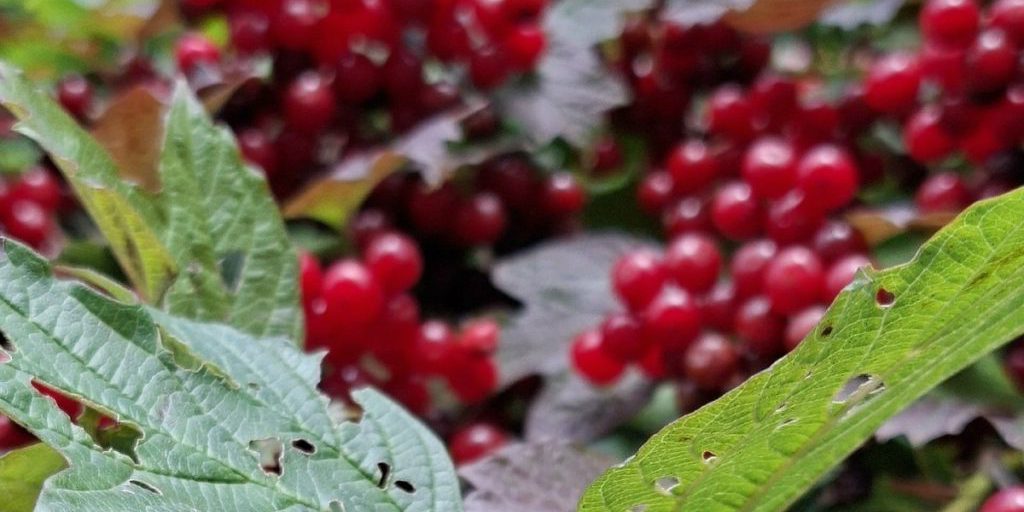 Псковскую область ожидает теплая суббота с переменной облачностью и возможными дождями